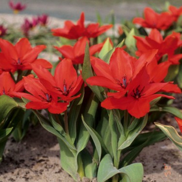 Tulipa praestans 'Zwanenburg Variety' Tulipa praestans 'Zwanenburg Variety'