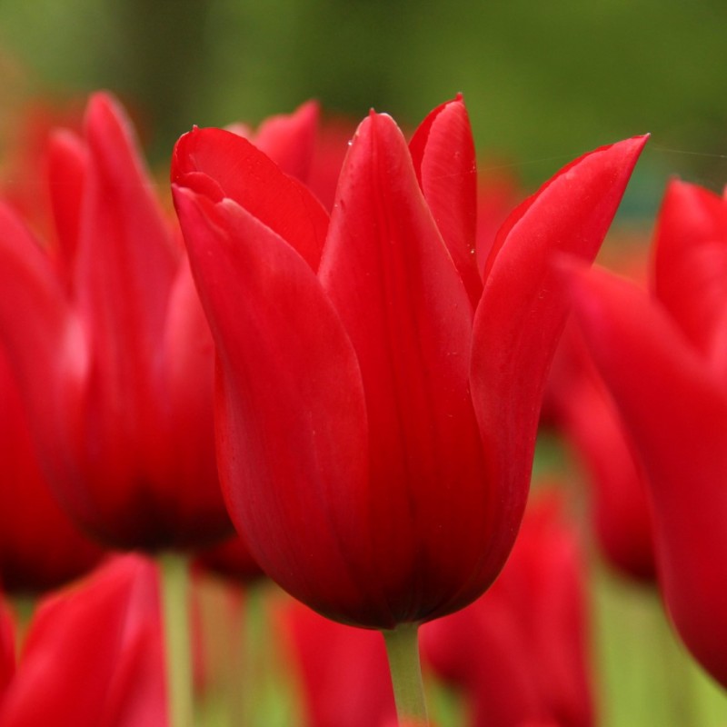 Tulipa 'Pieter de Leur'