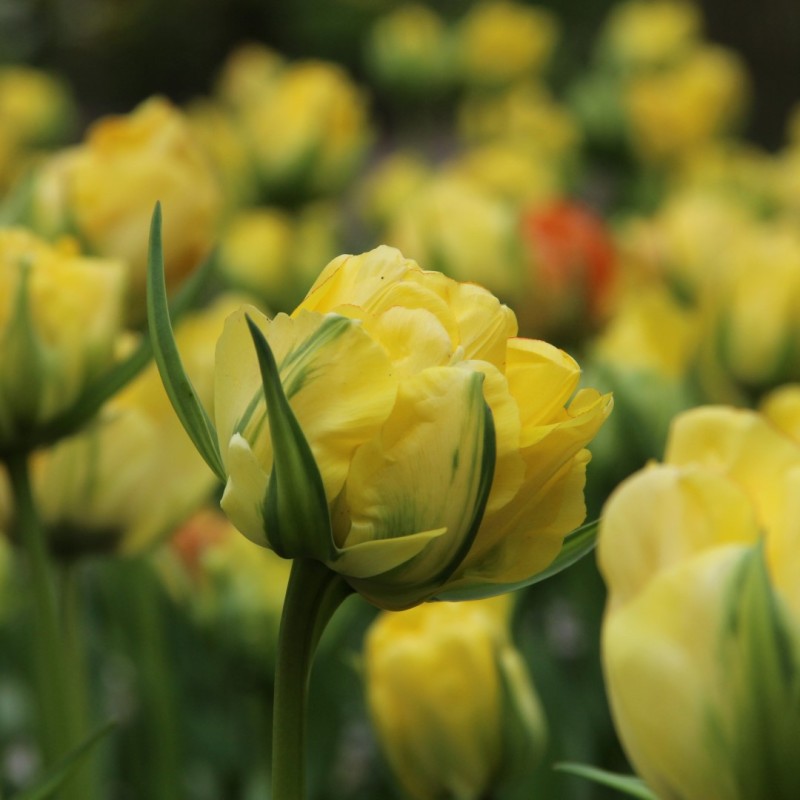Tulipa 'Akebono' Tulipa 'Akebono'
