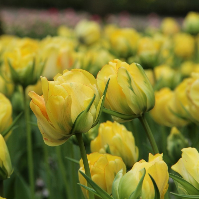 Tulipa 'Akebono' Tulipa 'Akebono'