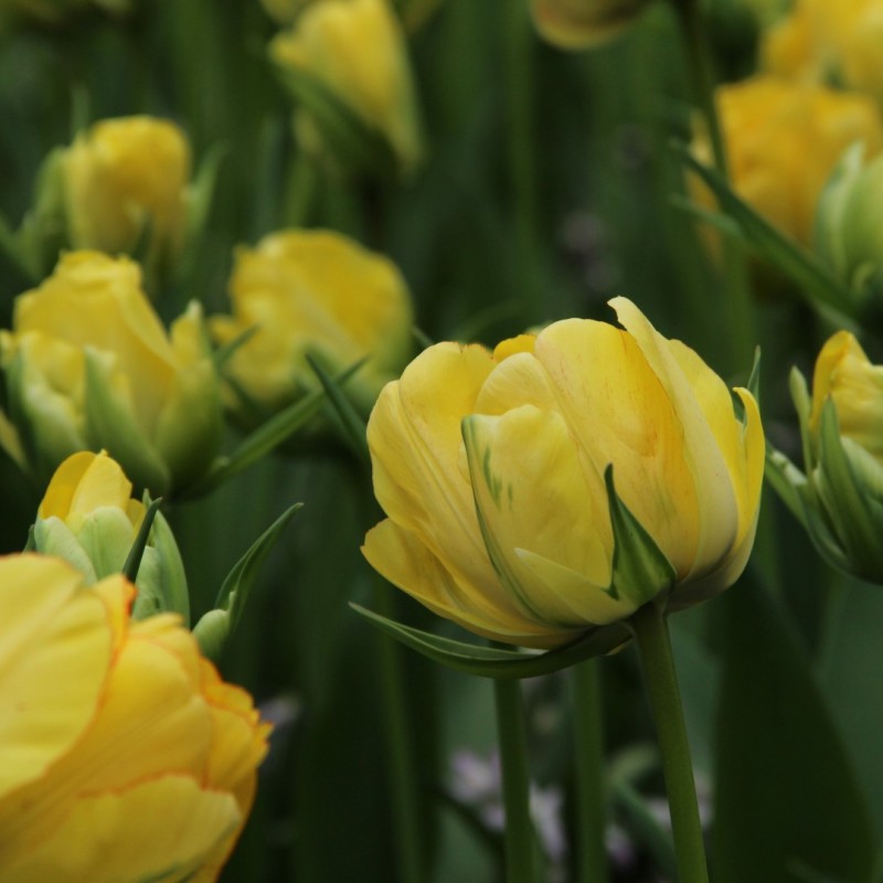Tulipa 'Akebono' Tulipa 'Akebono'