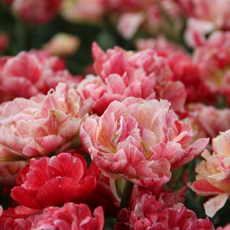 Tulipa 'Peptalk' Tulipa 'Peptalk'