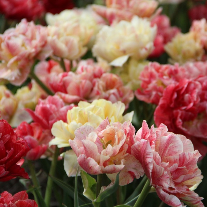 Tulipa 'Peptalk' Tulipa 'Peptalk'