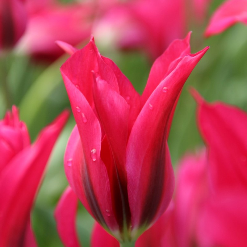 Tulipa 'Doll's Minuet' Tulipa 'Doll's Minuet'