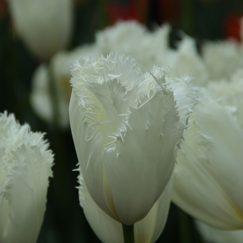 Tulipa 'Honeymoon' Tulipa 'Honeymoon'