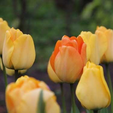 Tulipa 'Daydream'