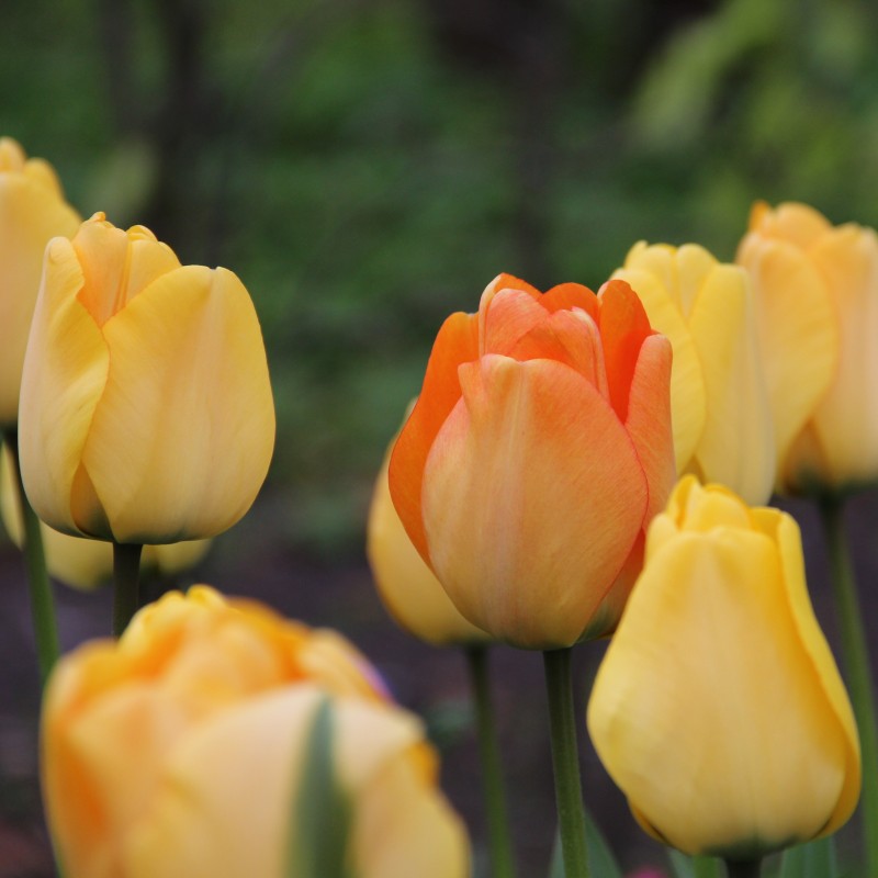 Tulipa 'Daydream'