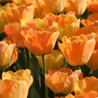 Tulipa 'Daydream'