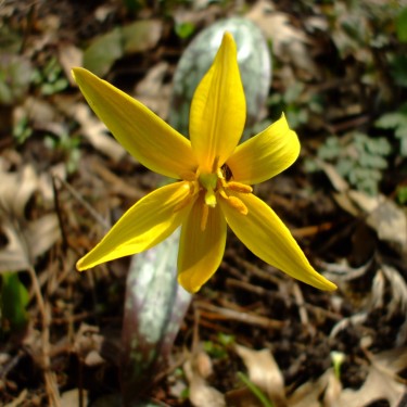 Erythronium rostratum