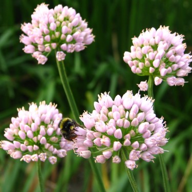 Allium 'Sugar Melt' Allium 'Sugar Melt'