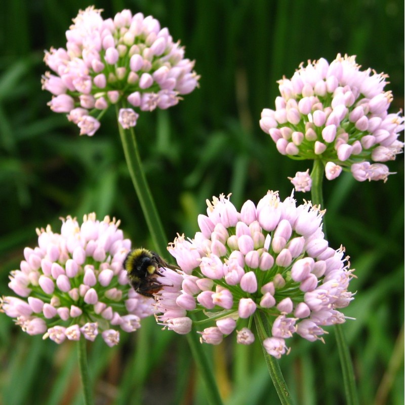 Allium 'Sugar Melt' Allium 'Sugar Melt'
