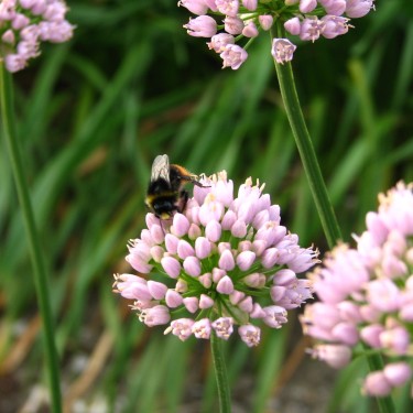 Allium 'Sugar Melt' Allium 'Sugar Melt'