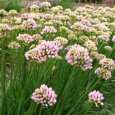 Allium 'Sugar Melt' Allium 'Sugar Melt'