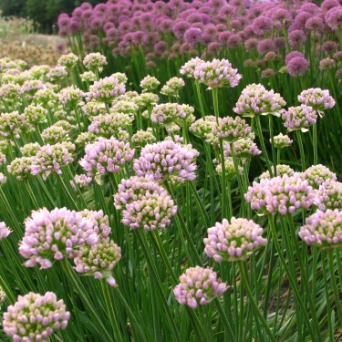 Allium 'Sugar Melt'