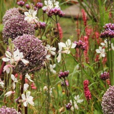 Allium 'Summer Drummer'