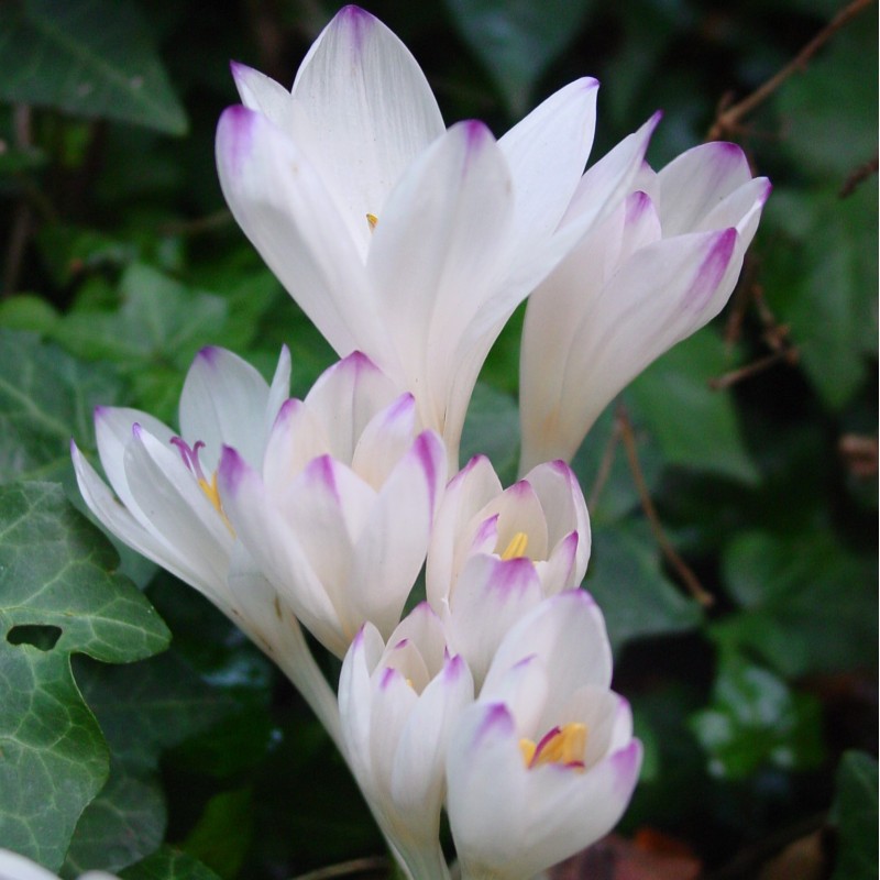 Colchicum byzantinum 'Innocence' Colchicum byzantinum 'Innocence'