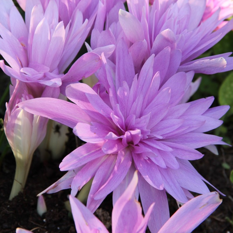 Colchicum 'Waterlily' Colchicum 'Waterlily'
