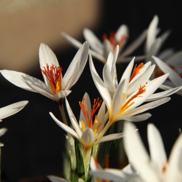 Crocus fleischeri