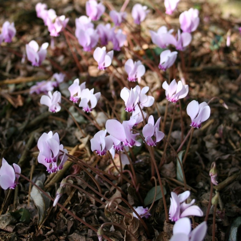 Cyclamen confusum Cyclamen confusum