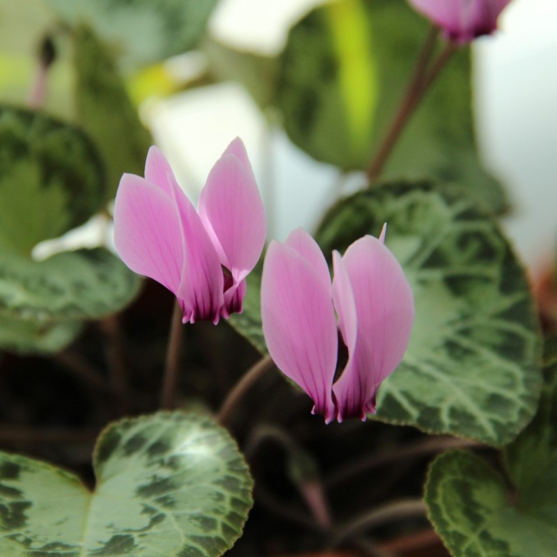 Cyclamen graecum
