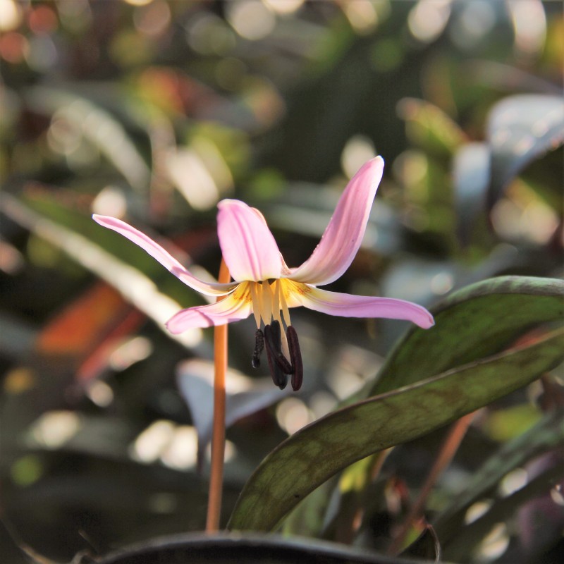 Erythronium dens-canis 'Lilac Wonder' Erythronium dens-canis 'Lilac Wonder'