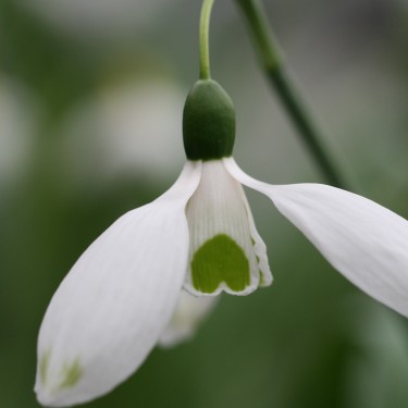 Galanthus 'Chantry Green Twins' Galanthus 'Chantry Green Twins'