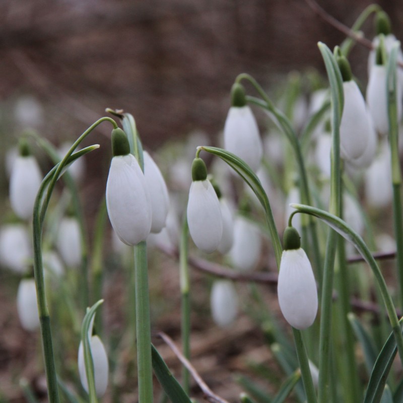 Galanthus 'Maximus' Galanthus 'Maximus'