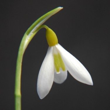 Galanthus 'Wendy's Gold' Galanthus 'Wendy's Gold'