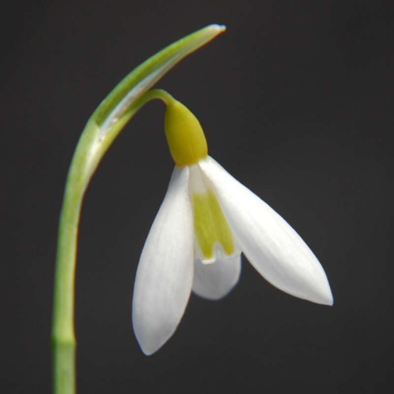 Galanthus 'Wendy's Gold' Galanthus 'Wendy's Gold'