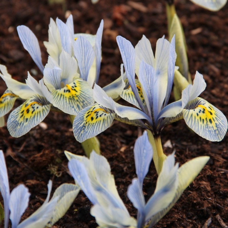 Iris 'Katharine Hodgkin' Iris 'Katharine Hodgkin'