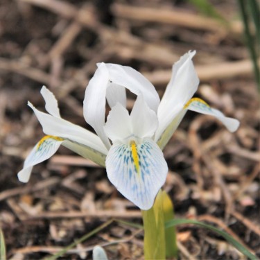 Iris 'Finola'