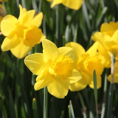 Narcissus 'Arkle' Narcissus 'Arkle'