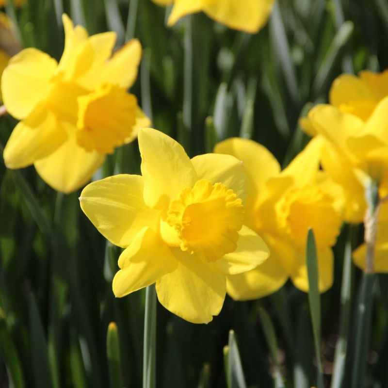 Narcissus 'Arkle' Narcissus 'Arkle'