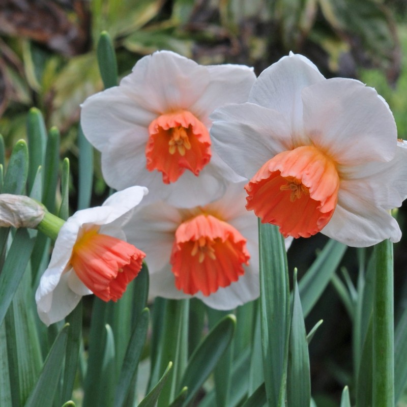 Narcissus 'Brook Ager' Narcissus 'Brook Ager'
