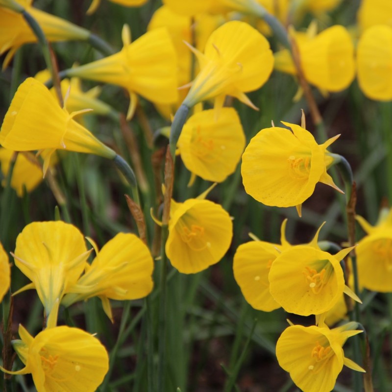 Narcissus bulbocodium 'Oxford Gold' Narcissus bulbocodium 'Oxford Gold'