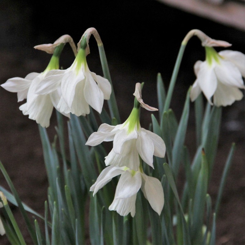 Narcissus moschatus Narcissus moschatus