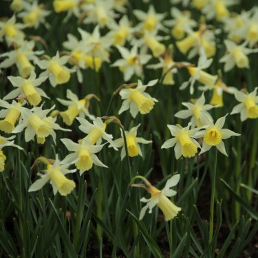 Narcissus 'Elka' Narcissus 'Elka'