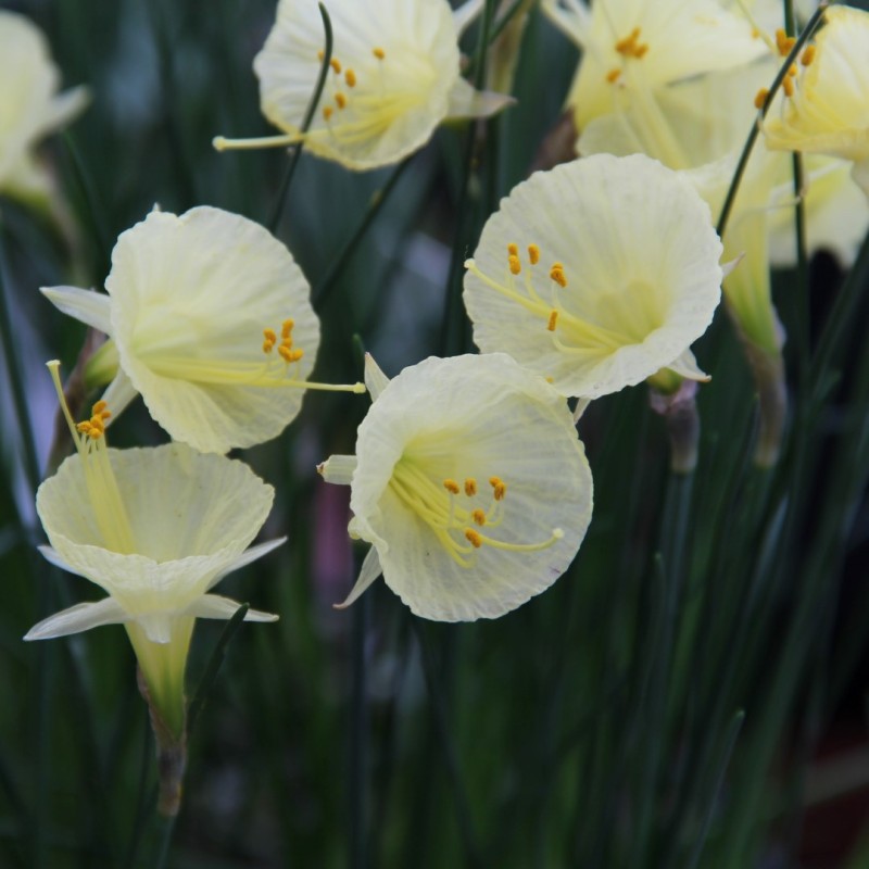 Narcissus 'Julia Jane' Narcissus 'Julia Jane'