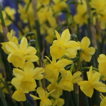 Narcissus 'Little Sunray'