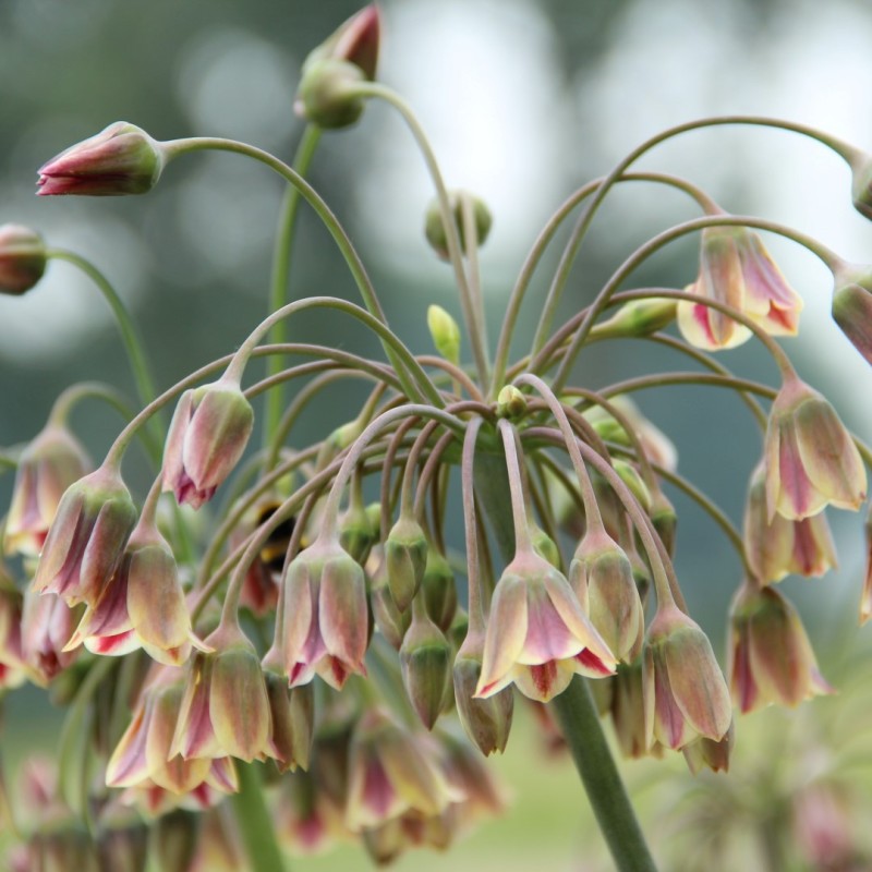 Nectaroscordum siculum Nectaroscordum siculum