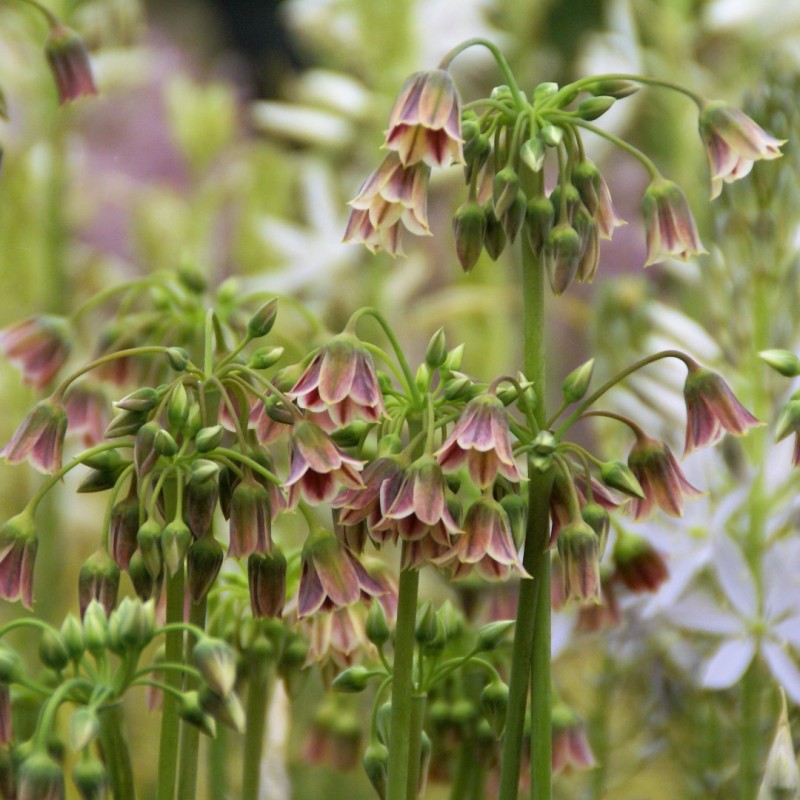 Nectaroscordum siculum Nectaroscordum siculum