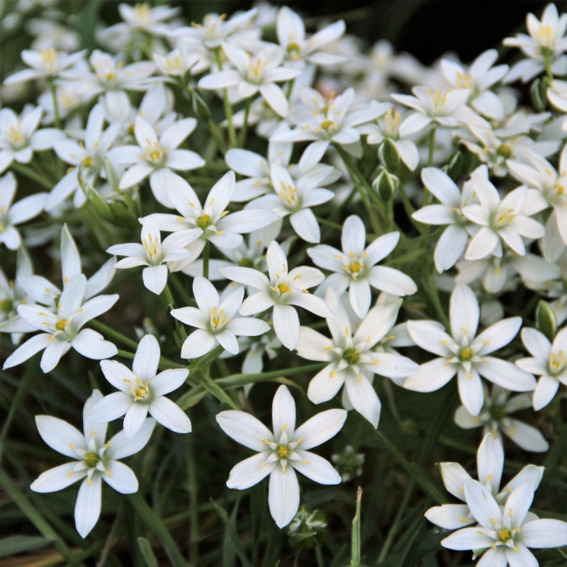 Ornithogalum umbellatum Ornithogalum umbellatum