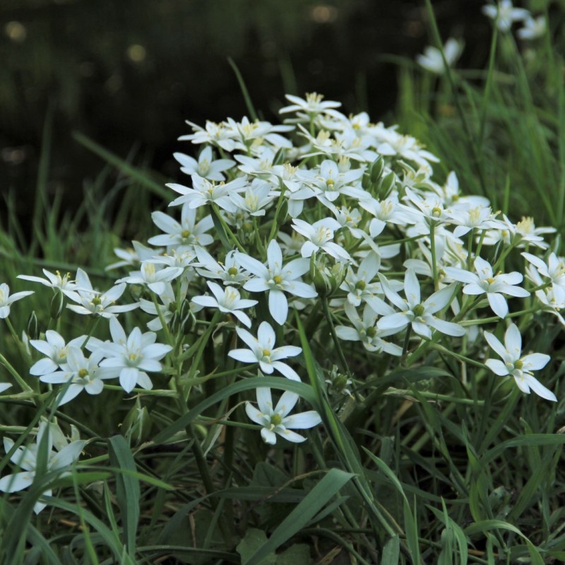 Ornithogalum umbellatum Ornithogalum umbellatum
