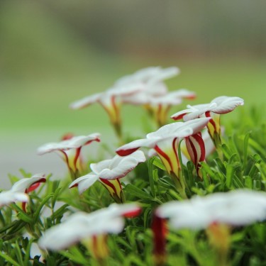 Oxalis versicolor Oxalis versicolor