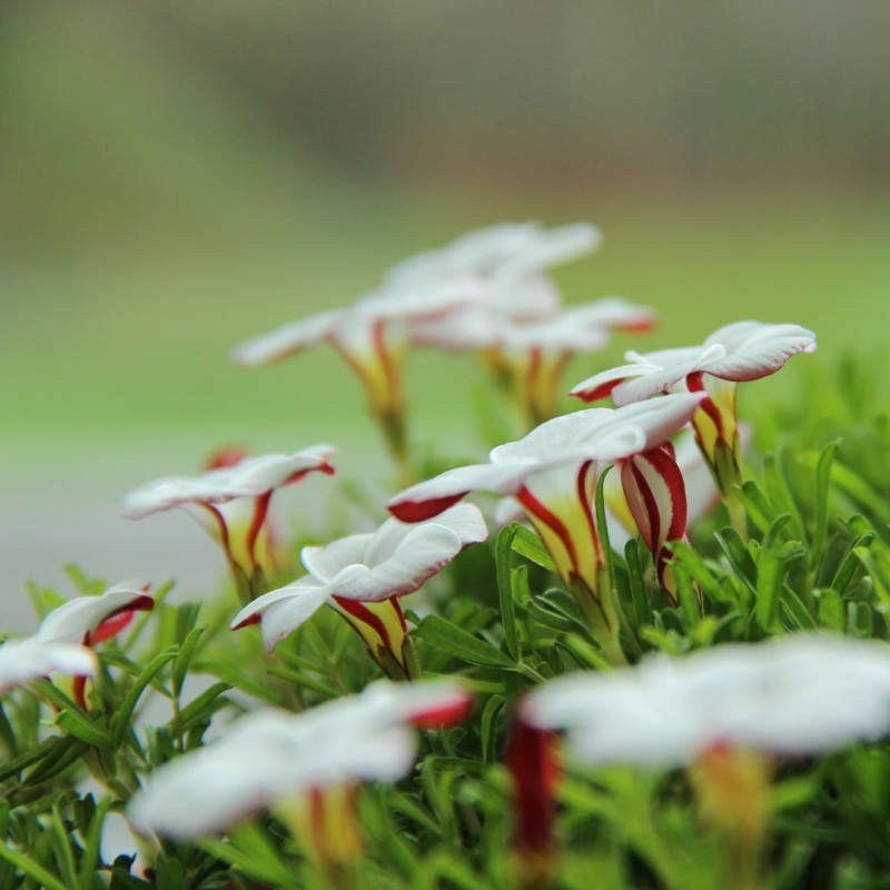 Oxalis versicolor Oxalis versicolor