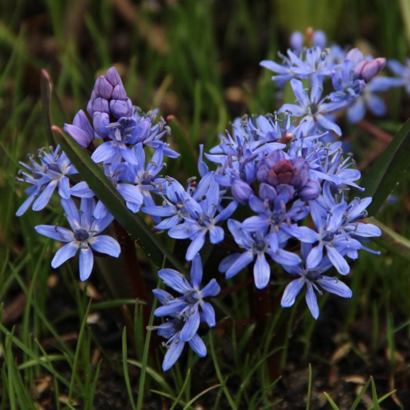 Scilla bifolia Scilla bifolia