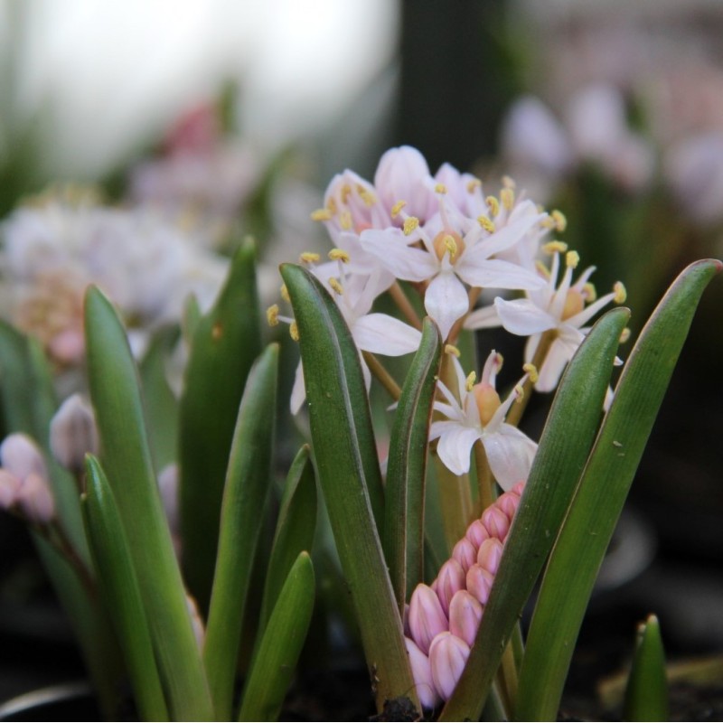 Scilla bifolia 'Rosea' Scilla bifolia 'Rosea'
