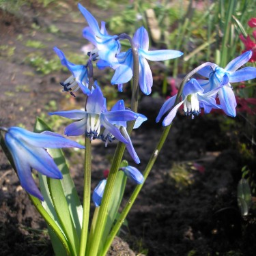 Scilla x Rosiba