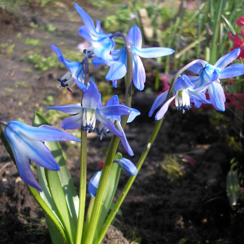 Scilla x Rosiba