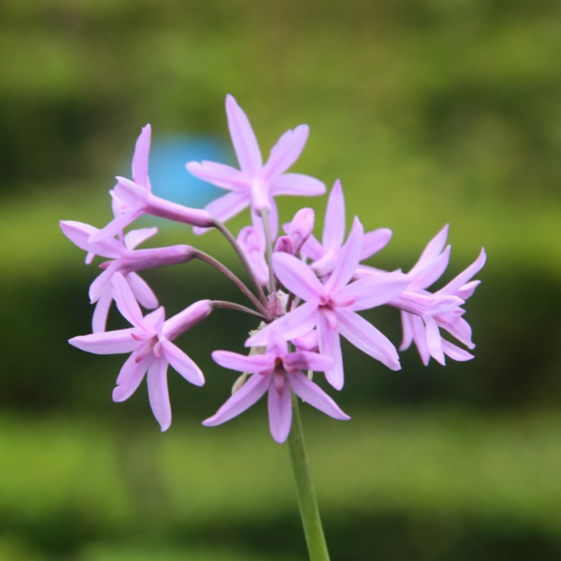 Tulbaghia violacea Tulbaghia violacea